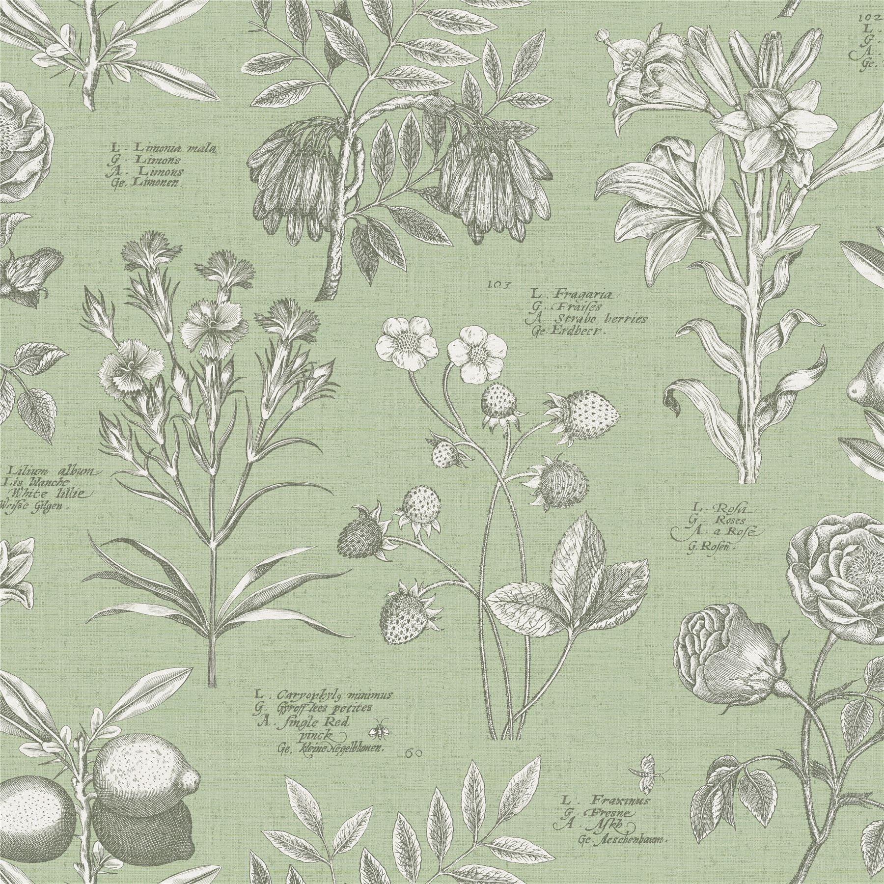RHS Botanical Sketchbook Sage Wallpaper