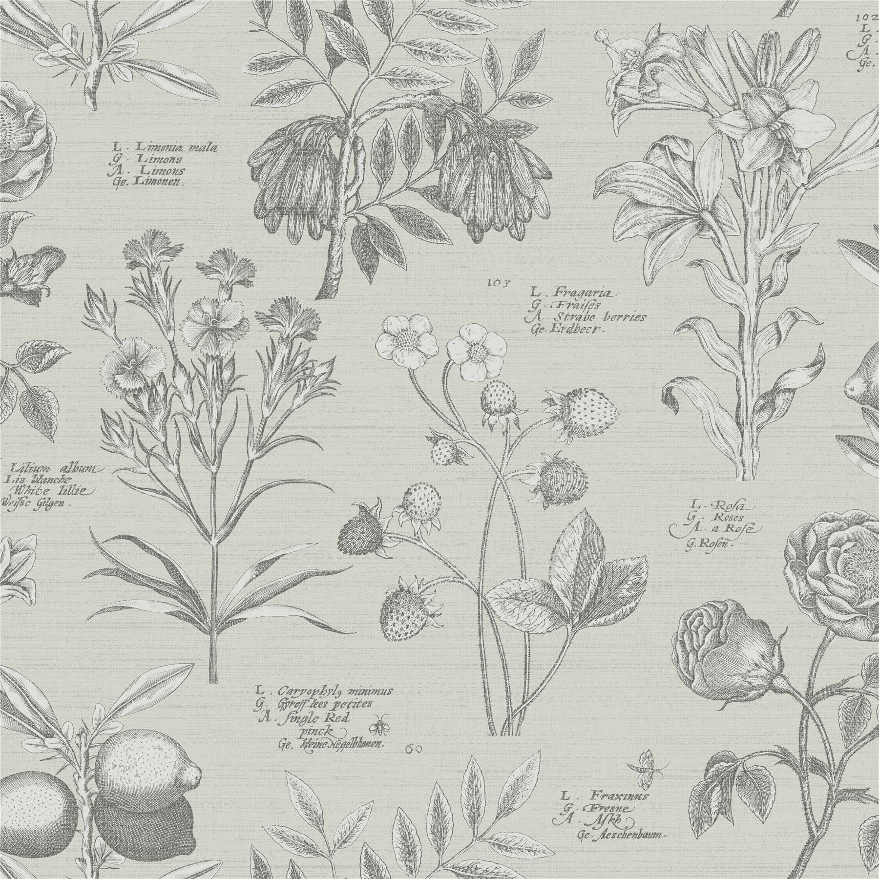 RHS Botanical Sketchbook Cream Wallpaper